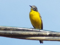 Motacilla flava