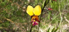 Diuris magnifica