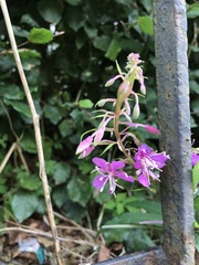 Chamaenerion angustifolium