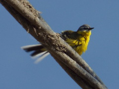 Motacilla flava
