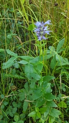 Agastache foeniculum