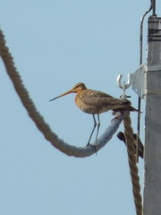 Limosa limosa