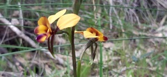 Diuris magnifica