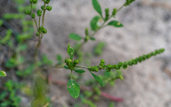 Chenopodium acuminatum