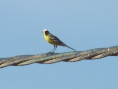 Motacilla citreola