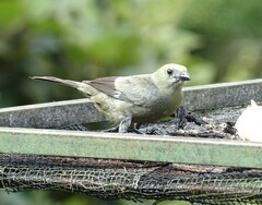 Thraupis palmarum
