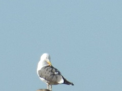 Larus fuscus barabensis