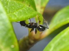 Camponotus sexguttatus