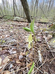 Uvularia puberula