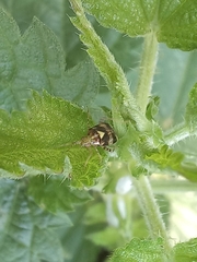 Liocoris tripustulatus