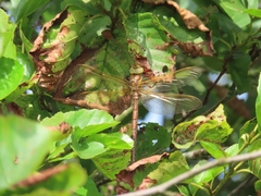 Aeshna grandis