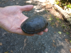 Kinosternon subrubrum