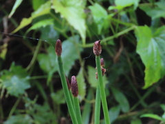Eleocharis elegans