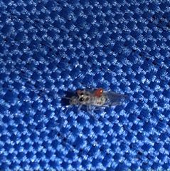 Teliapsocus conterminus