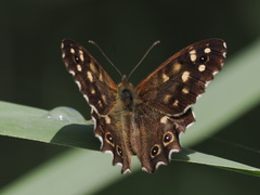 Pararge aegeria