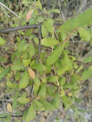 Prunus spinosa dasyphylla