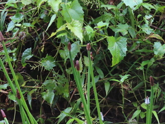 Eleocharis elegans