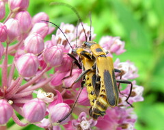 Chauliognathus pensylvanicus