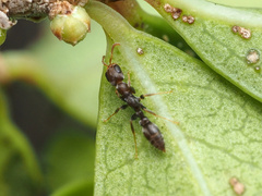 Pseudomyrmex cubaensis