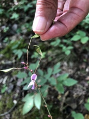 Hylodesmum nudiflorum