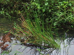 Eleocharis elegans