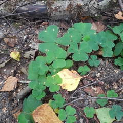 Oxalis acetosella