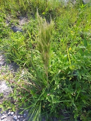 Andropogon glomeratus