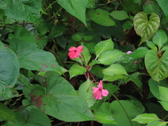 Impatiens walleriana