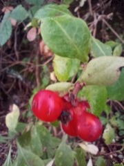 Lonicera periclymenum