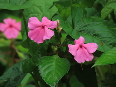 Impatiens walleriana