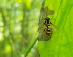 Helophilus pendulus