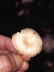 Entolomataceae