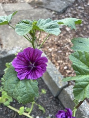 Malva sylvestris mauritiana