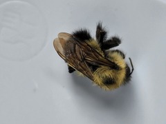 Pyrobombus