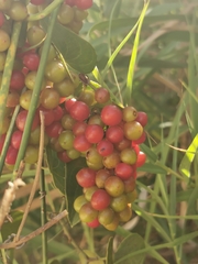Smilax aspera