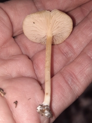 Entolomataceae