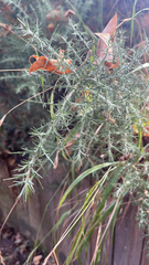 Ulex europaeus