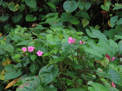 Impatiens walleriana