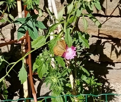 Argynnis pandora