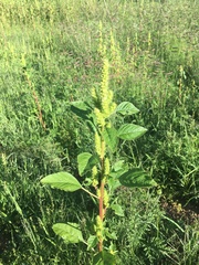 Amaranthus