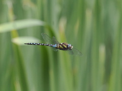 Aeshna mixta