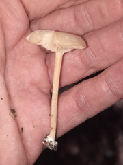 Entolomataceae