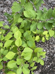 Callicarpa americana