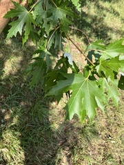 Acer saccharinum
