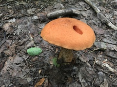 Leccinum aurantiacum