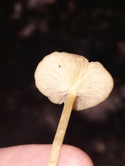 Entolomataceae