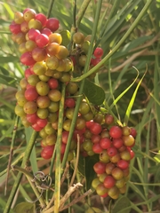 Smilax aspera