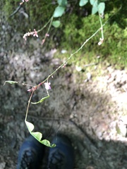 Hylodesmum nudiflorum