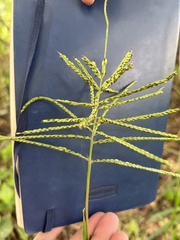 Paspalum fasciculatum