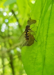 Helophilus pendulus